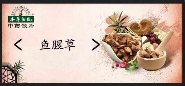 【本草道地药材赏析】清热解毒-鱼腥草